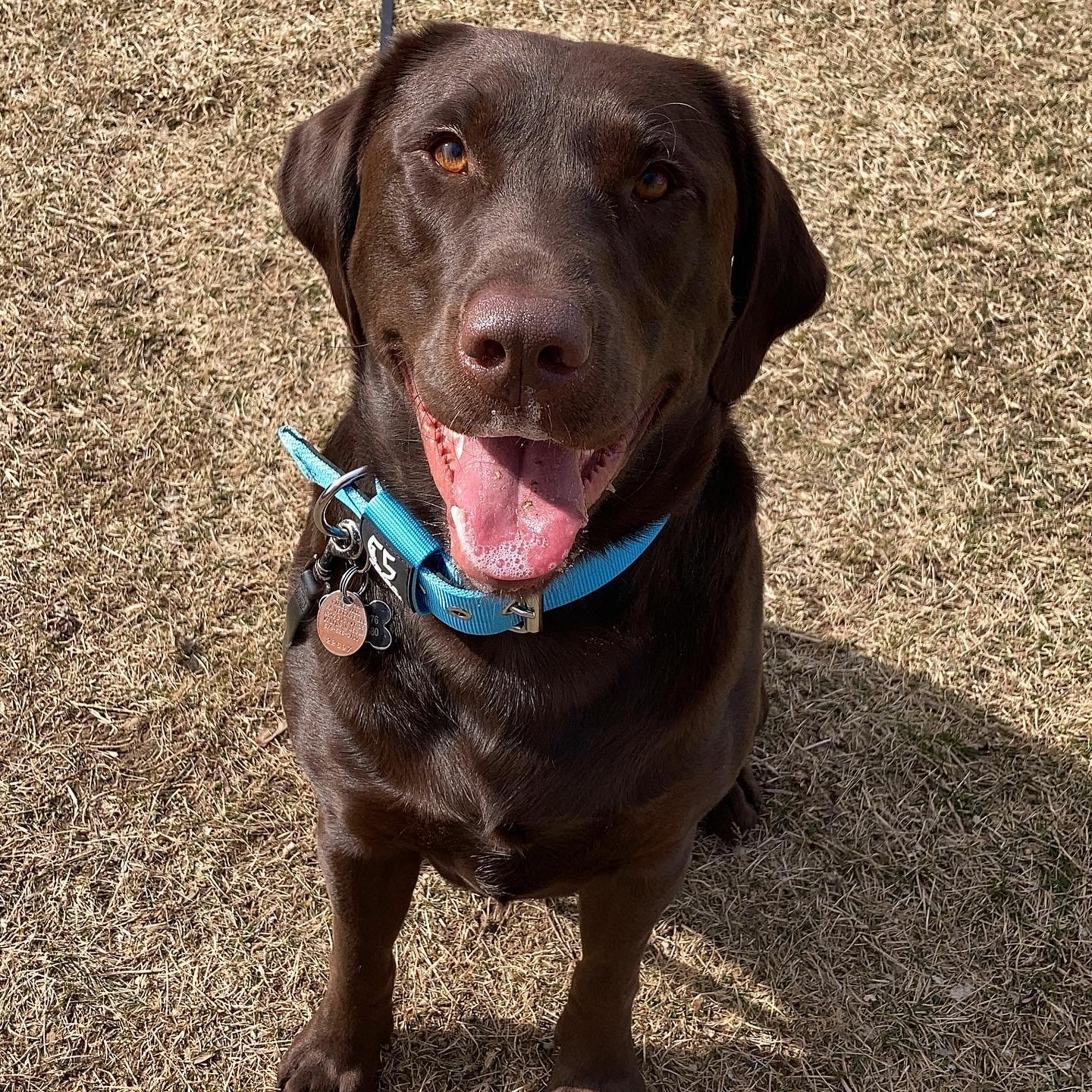 Personal dog trainer near me sales